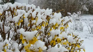 flowers in snow