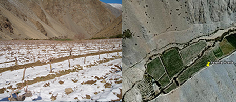 Andean Vineyards