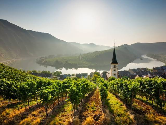 German Vineyard