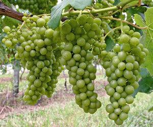 Green Grapes