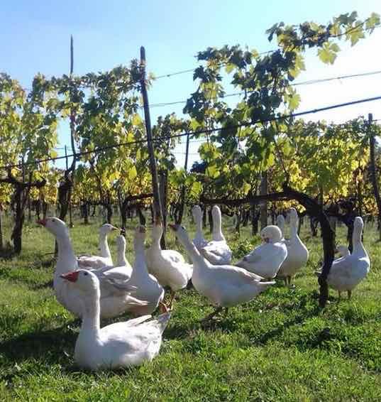 Swans