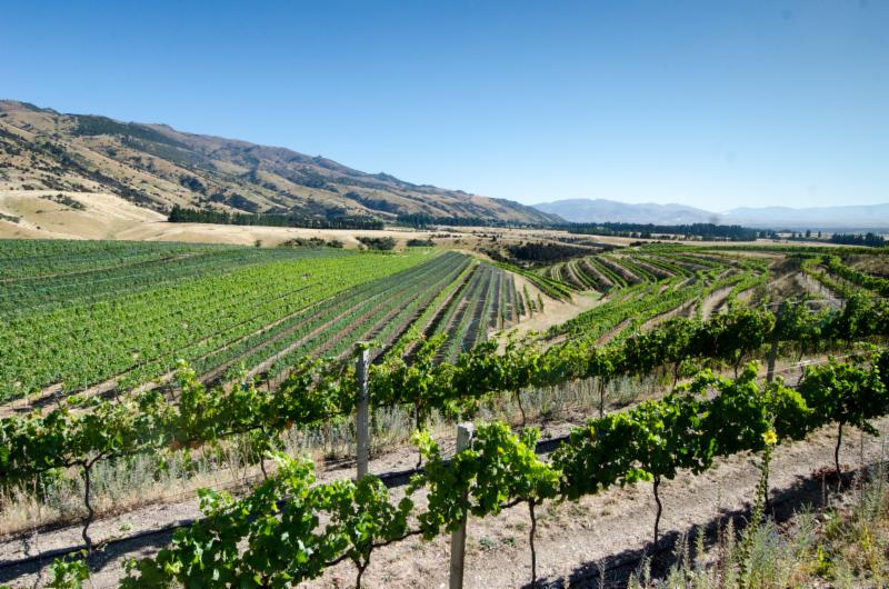 Twelfth Night Vineyard