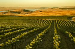 Vineyard